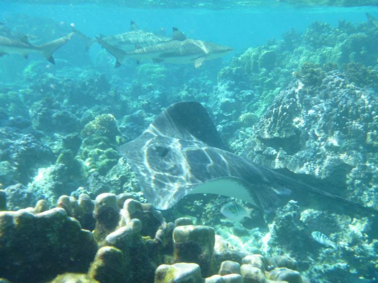 Green Lodge Moorea Temae Екстер'єр фото